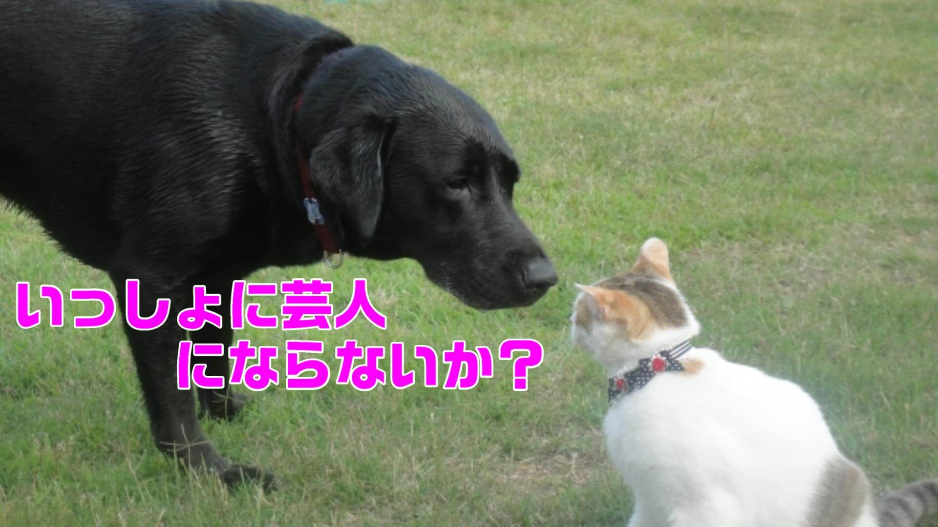あなたは「一緒に芸人にならないか？」と誘われたことがありますか？