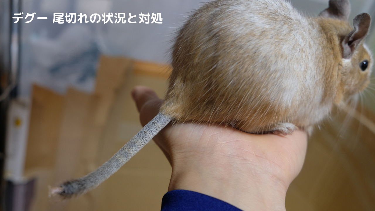 アイキャッチ画像（デグーの尾切れ）